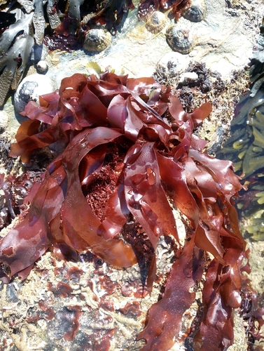 Image of Palmaria palmata by no rights reserved
