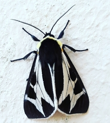 Dysschema innominatum