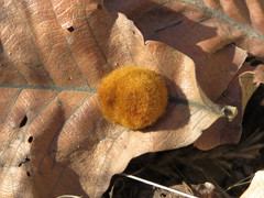 Striatoandricus nievesaldreyi