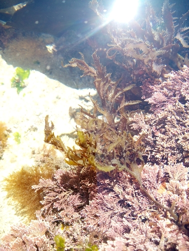Image of Calliblepharis jubata by no rights reserved