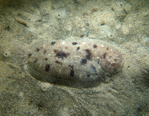 Southern peacock sole (Pardachirus hedleyi) — Soleidae — 5