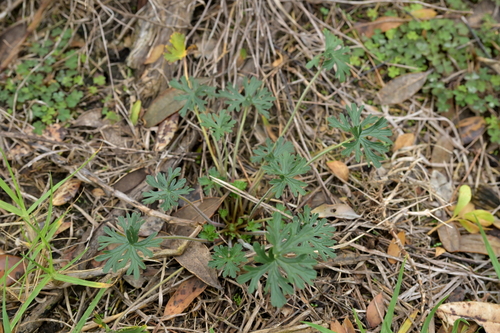 Image of Geranium solanderi by (c) Christopher Stephens, some rights reserved (CC BY-SA)
