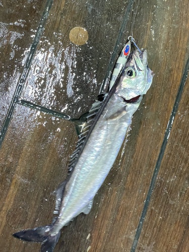Promethichthys observed 2024-04-21