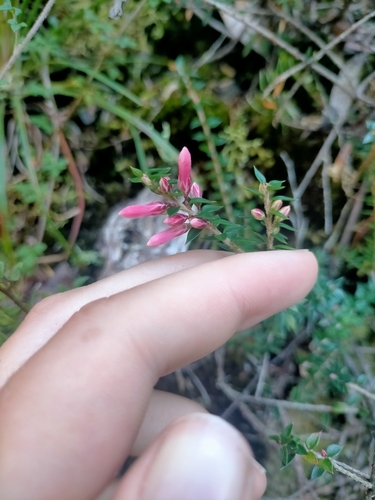 Image of Epacris reclinata by (c) Maria Duynisveld, some rights reserved (CC BY)