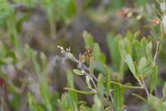 Epelis truncataria