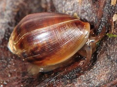 Melampus bidentatus