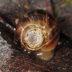 Melampus bidentatus