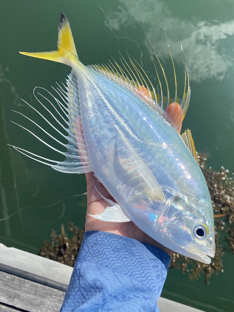 Fringefin Trevally