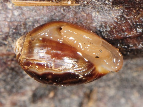 Two-toothed Marsh Snail