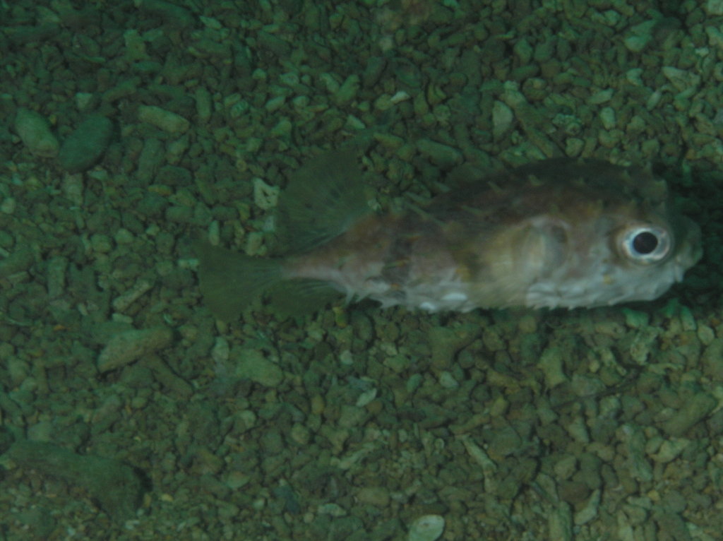 Birdbeak burrfish