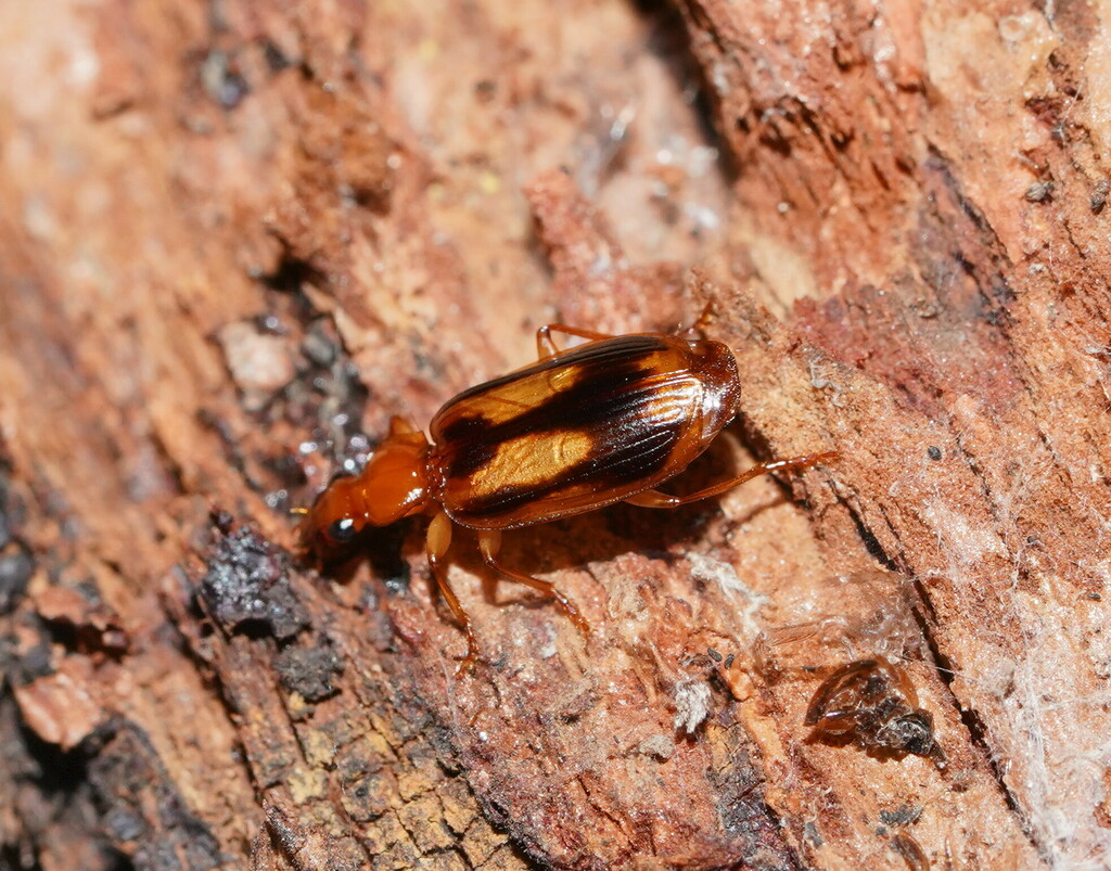 Trigonothops longiplaga