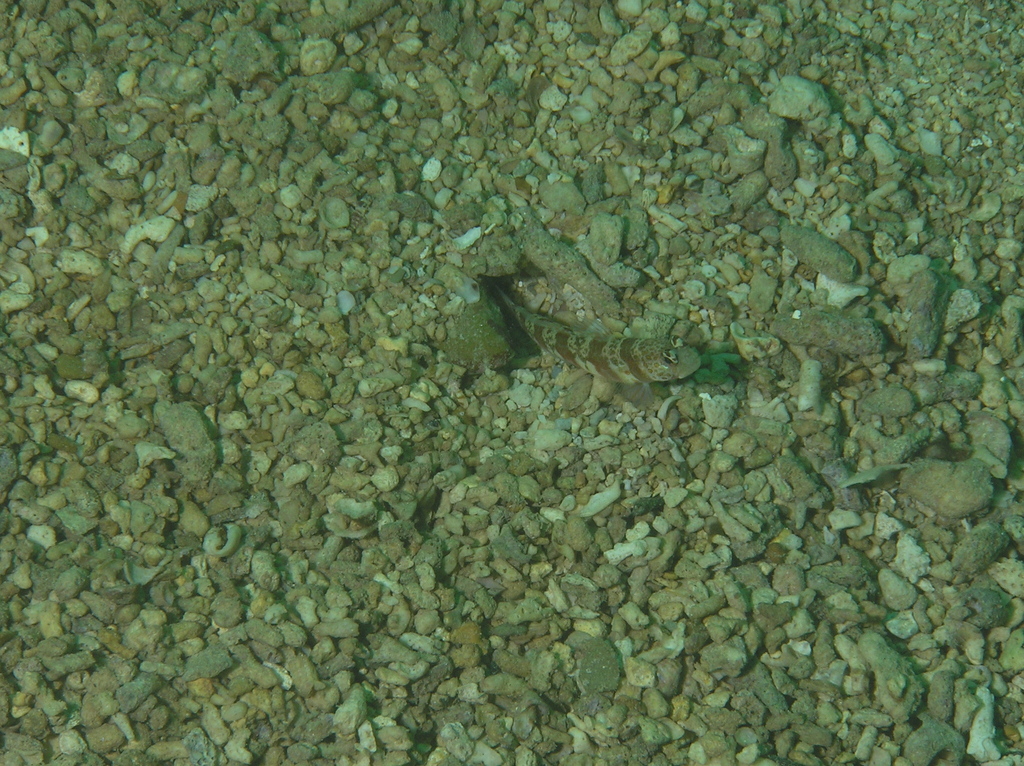 Broad-banded Shrimp-goby