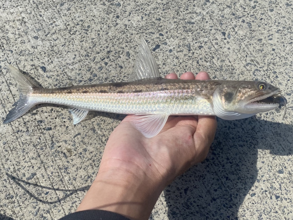 Greater Lizardfish
