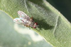 Coenosiinae