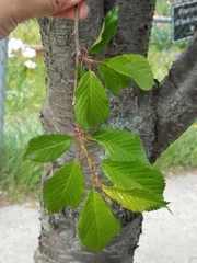 Prunus avium