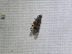 Pseudotephritis vau