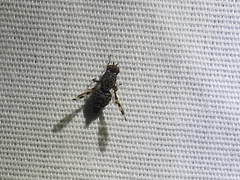 Pseudotephritis vau