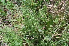 Ammoselinum popei