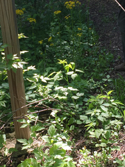 Rubus idaeus strigosus