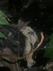 Aglaoctenus castaneus