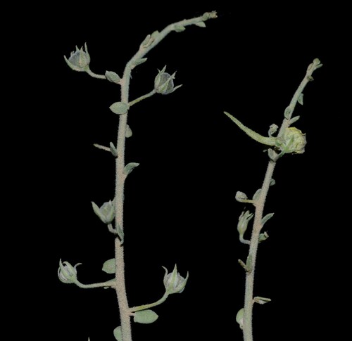 Egyptian Toadflax