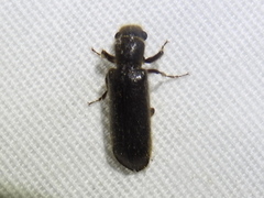 Melalgus plicatus