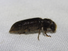 Melalgus plicatus