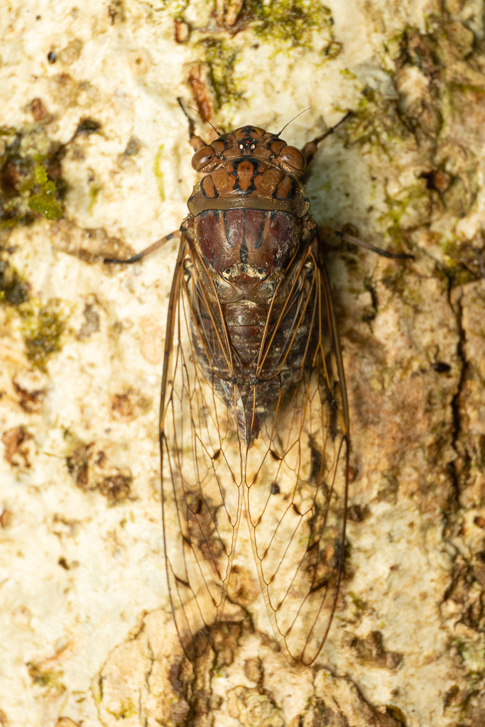 Orientopsaltria alticola from Bahagian Miri, Sarawak, Malaysia on April ...