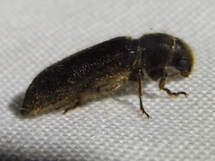 Melalgus plicatus