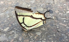 Polyura narcaea meghaduta
