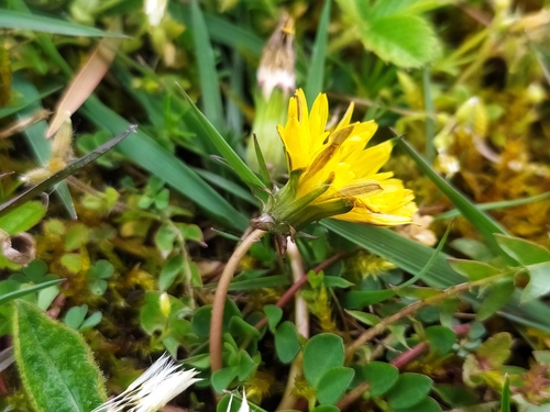 Parnassus dandelion (Taraxacum parnassicum)