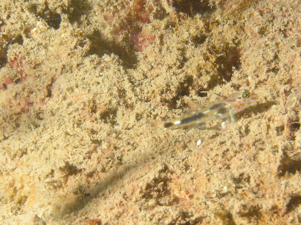 Blotched Goby