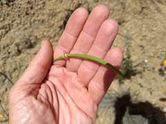Eschscholzia californica californica