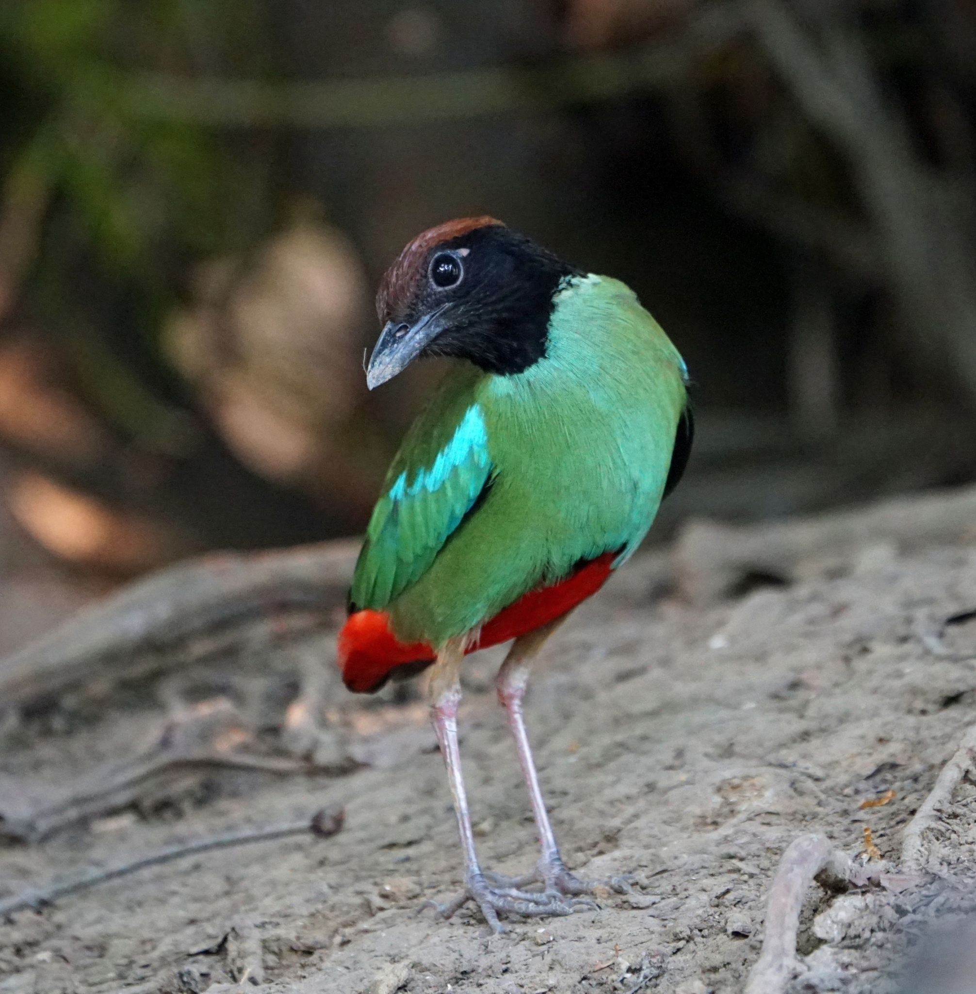 Western Hooded Pitta illustration