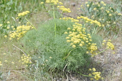 Lomatium klickitatense
