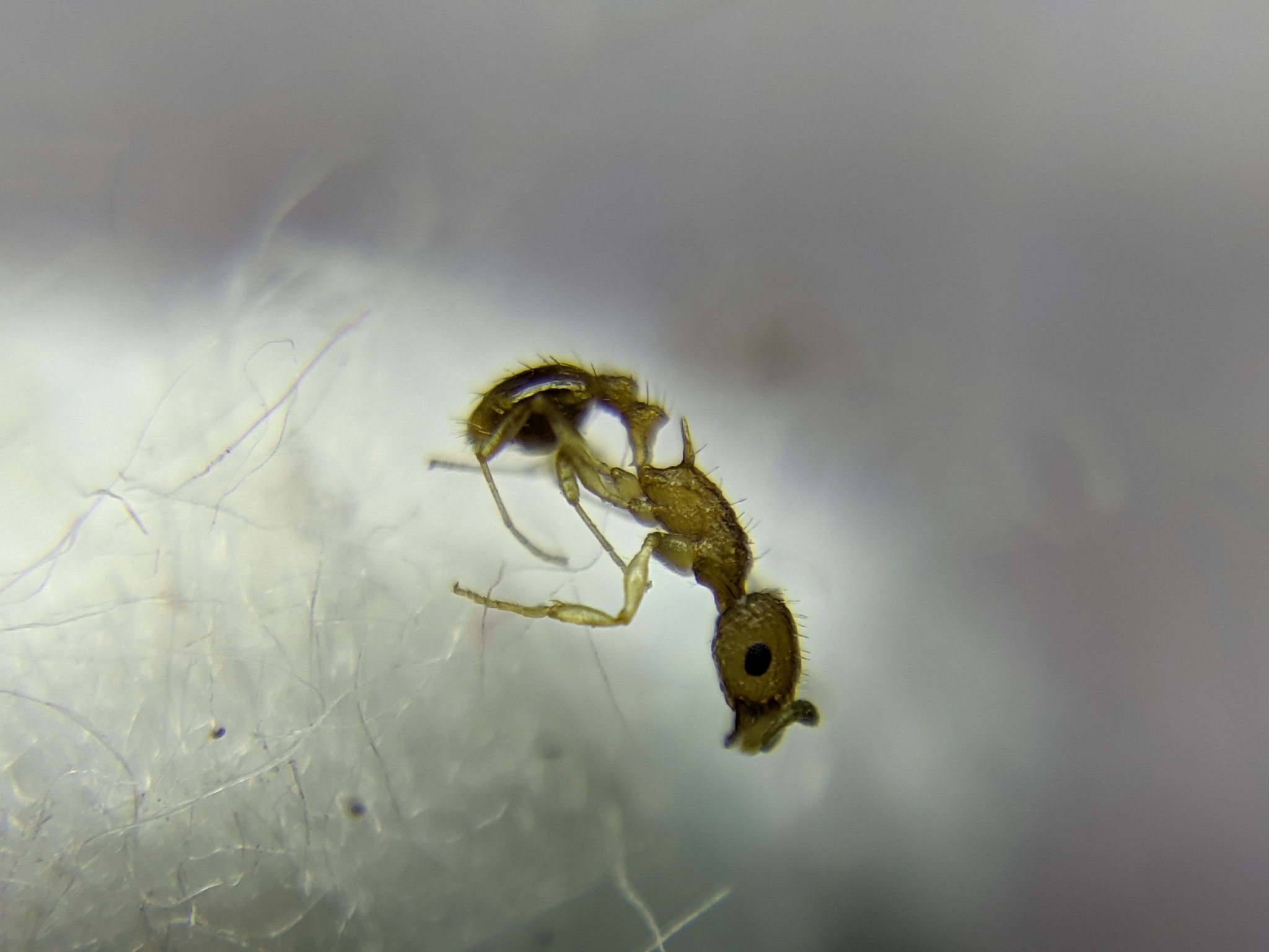 Temnothorax nordmeyeri