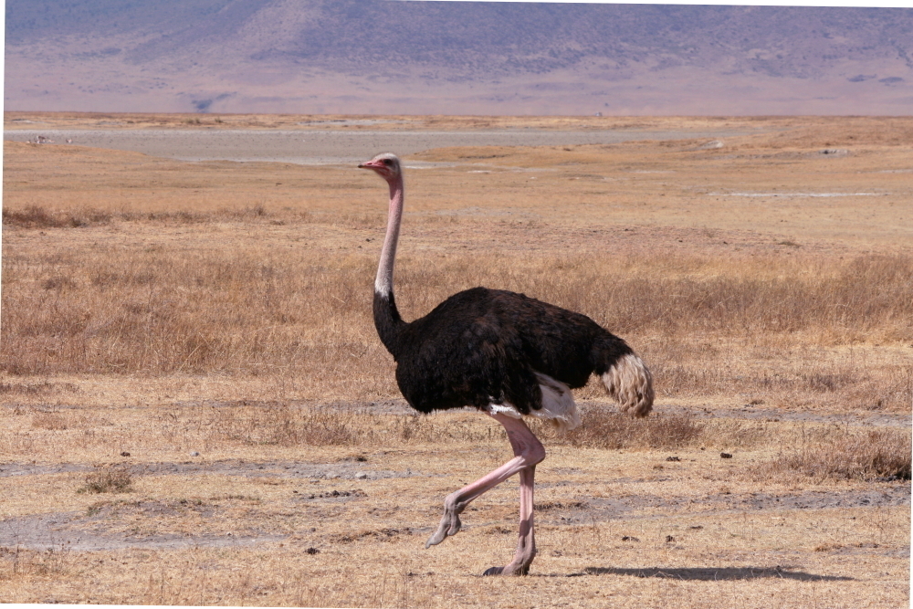 Ostriches (Order Struthioniformes) · iNaturalist