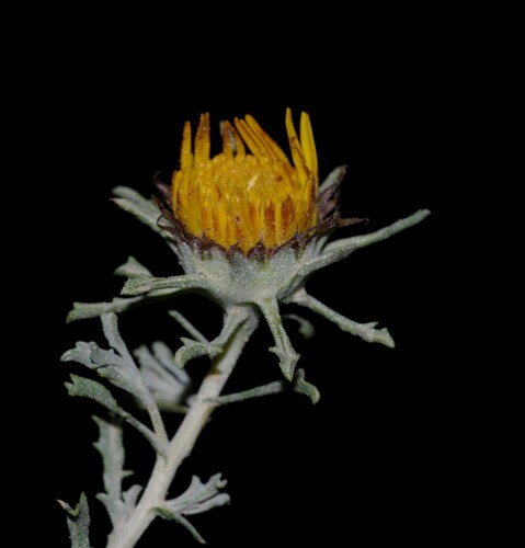 Anvillea garcinii