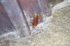 Periplaneta americana image