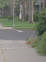 Aphelocoma californica