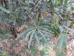 Afrocarpus gracilior