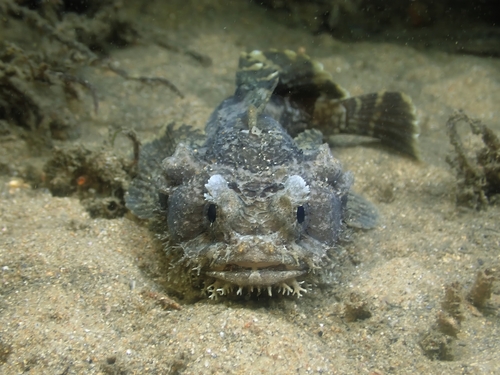 Eastern frogfish (Batrachomoeus dubius) — Batrachoididae — 3