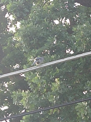 Aphelocoma californica