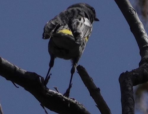 Yellow-rumped Warbler photographed in Nebraska