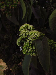 Ehretia latifolia