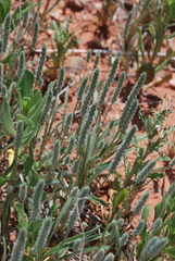 Plantago patagonica