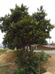 Ehretia latifolia
