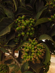 Ehretia latifolia