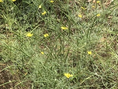 Eschscholzia ramosa