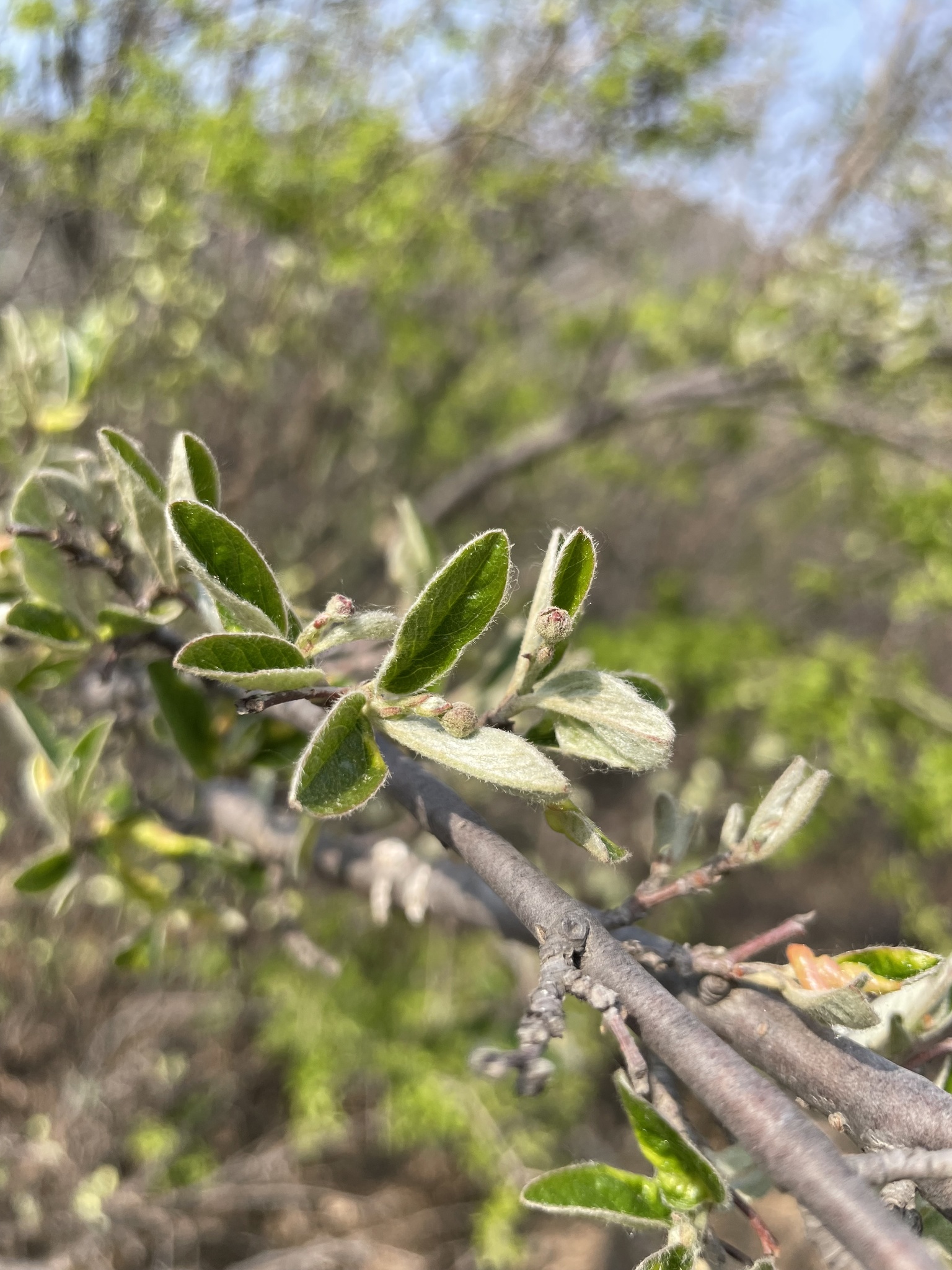 Cherryred Cotoneaster (Cotoneaster zabelii)